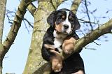 GRAND BOUVIER SUISSE 022